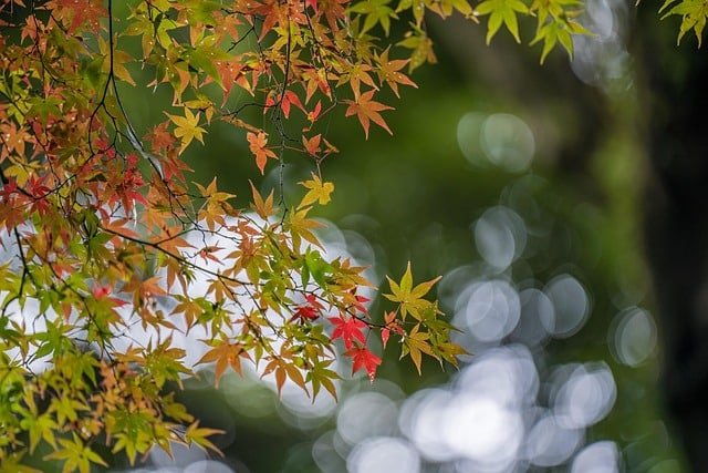 Top Maple Varieties for a Stunning Garden Display image 26 - Top Maple Varieties for a Stunning Garden Display