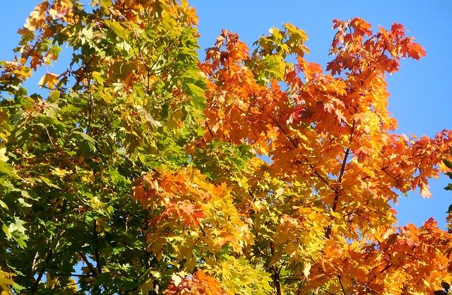 Top Maple Varieties for a Stunning Garden Display image 27 - Top Maple Varieties for a Stunning Garden Display