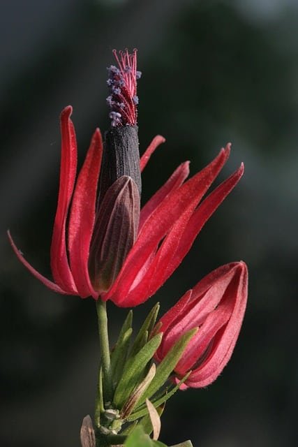 5 Stunning Ornamental Plants with Vibrant Blooms to Try image 28 - 5 Stunning Ornamental Plants with Vibrant Blooms to Try