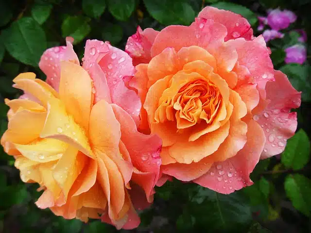 5 Stunning Ornamental Plants with Vibrant Blooms to Try