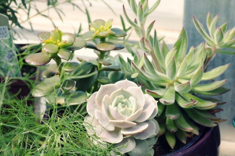 Jade Plant Benefits: 5 Must-Know Care Tips (Indoor Guide)