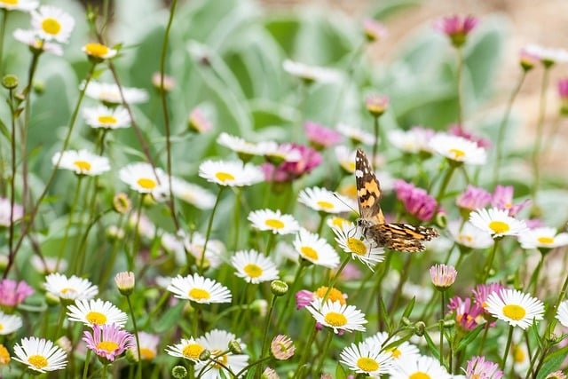 Ultimate Guide to Caring for Erigeron Karvinskianus (Wild Daisy) image 30 - Ultimate Guide to Caring for Erigeron Karvinskianus (Wild Daisy)