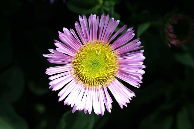 Ultimate Guide to Caring for Erigeron Karvinskianus (Wild Daisy)