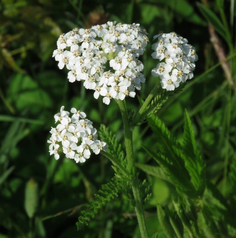Complete Growing Guide For Yarrow (Achillea Millefolium)