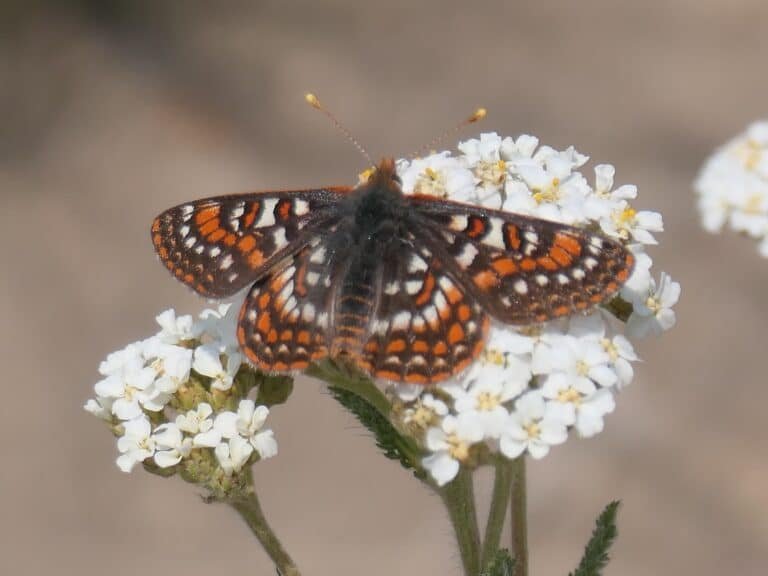 Yarrow (Achillea): Top Medicinal Plant for Your Garden
