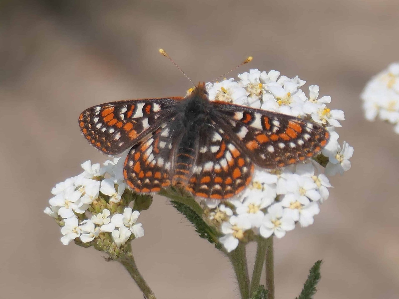 Yarrow (Achillea): Top Medicinal Plant for Your Garden