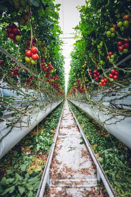 image 5 - 5 Best Companion Plants for Tomatoes: Boost Your Garden Yield