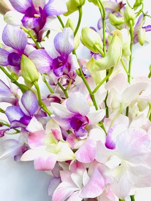 Care Tips for Dendrobium Nobile: A Stunning Orchid Flower image 8 - Care Tips for Dendrobium Nobile: A Stunning Orchid Flower