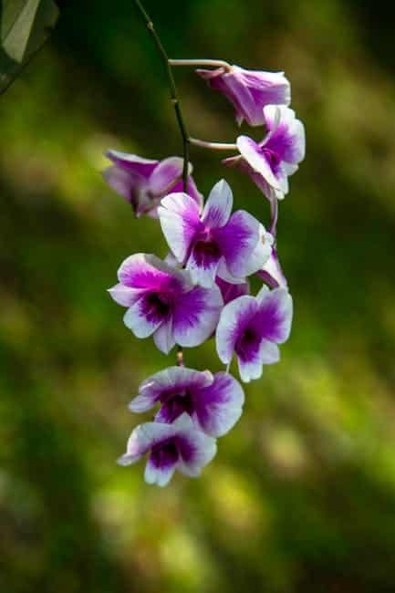 Care Tips for Dendrobium Nobile: A Stunning Orchid Flower image 9 - Care Tips for Dendrobium Nobile: A Stunning Orchid Flower