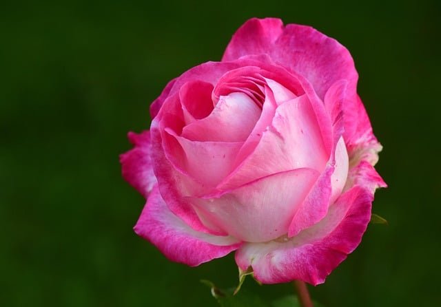 Fertilizing Roses: Boost Growth or Just Hype? (Real Tips)