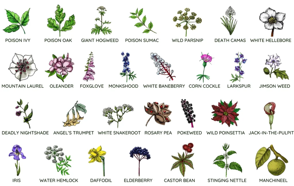 Poisonous Plants And Herbs You Should Avoid Poisonous Plants