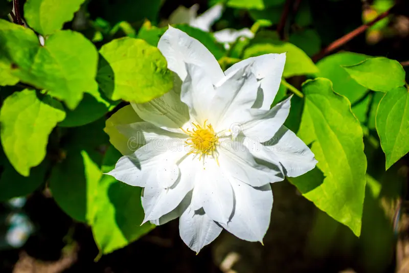 What To Do With Clematis After It Blooms