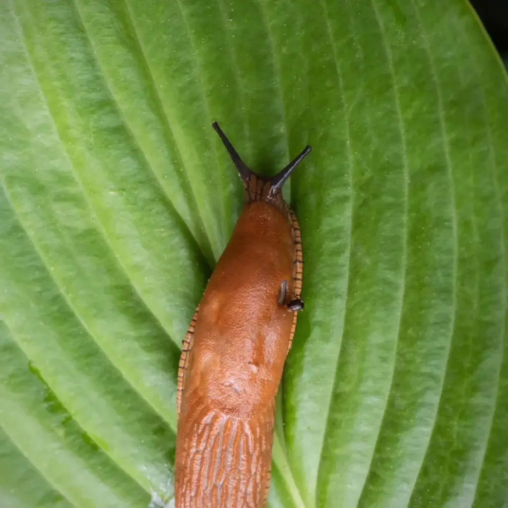 slug on hostas
