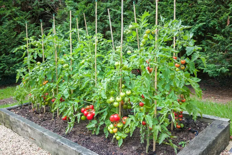How to Fix Struggling Tomato Plants Quickly