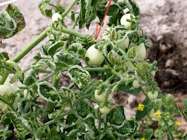 Tomato Leaf Curl 