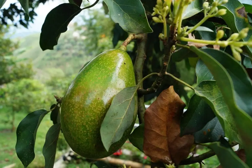 Top Tips For Growing A Healthy Avocado Tree avocado, tree avocado, avocado, avocado, avocado, avocado, avocado