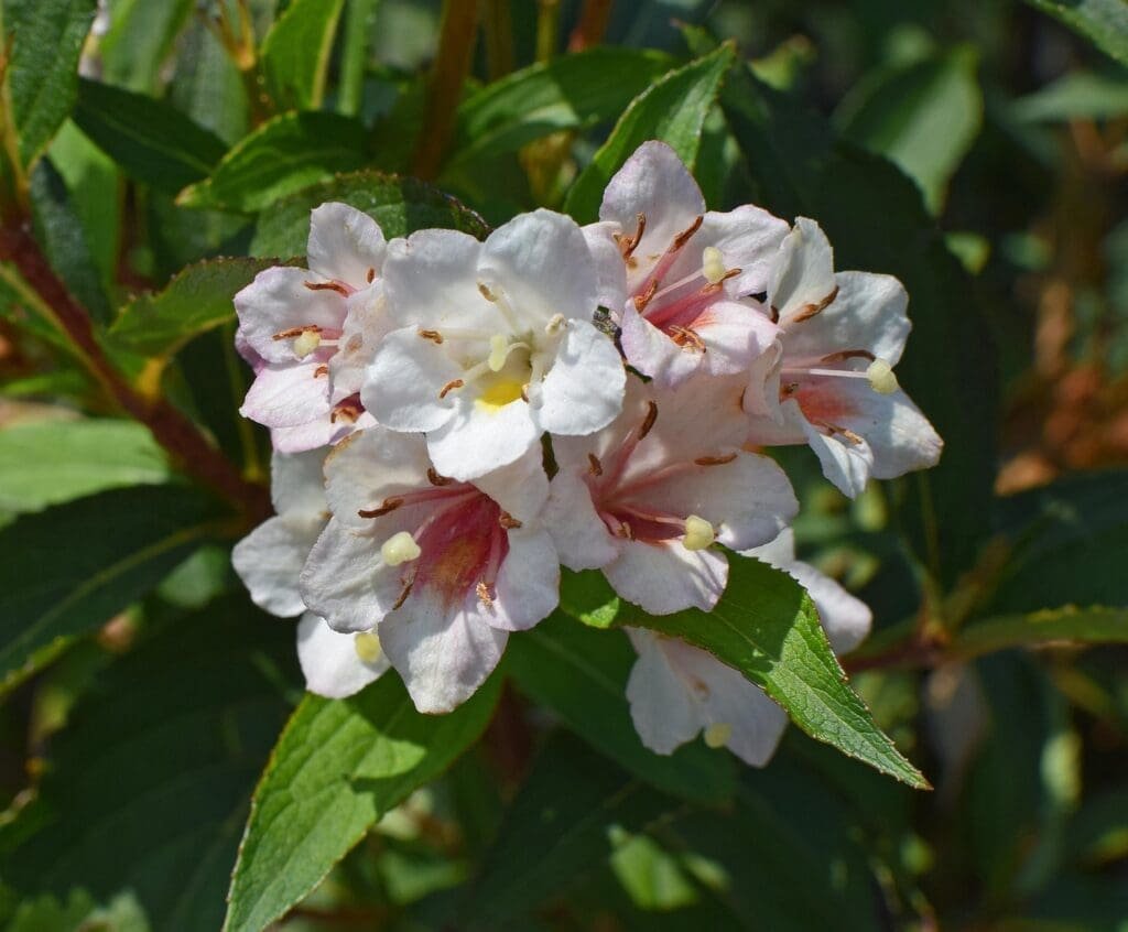 How to Plant and Care for Abelia