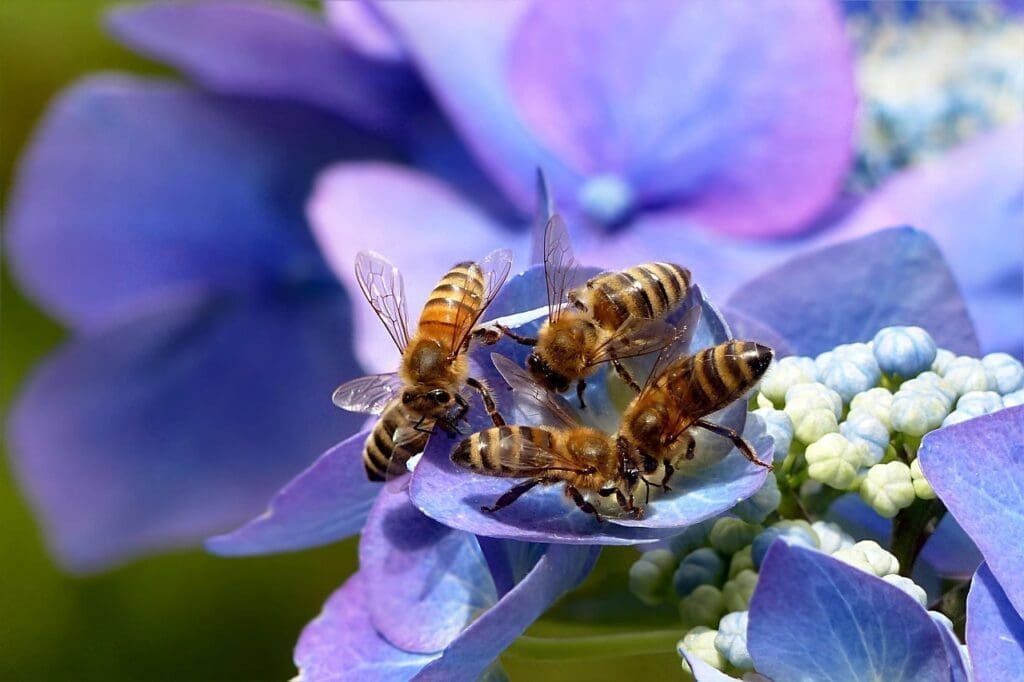 plant, hydrangea, plate hydrangea, hydrangea ceae, blue, nature, animal, insect, bee, honey bee, apis, summer, garden