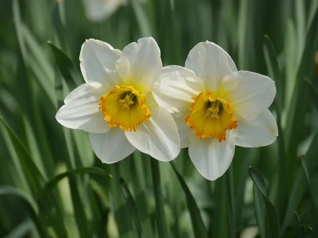 How To Plant Daffodils: Care Tips &Amp; Tricks plant, yellow daffodil, easter, daffodil, nature, blossom, bloom, easter bell, white, spring, white-yellow daffodil, wild daffodil, harbinger of spring, daffodil, daffodil, daffodil, daffodil, daffodil