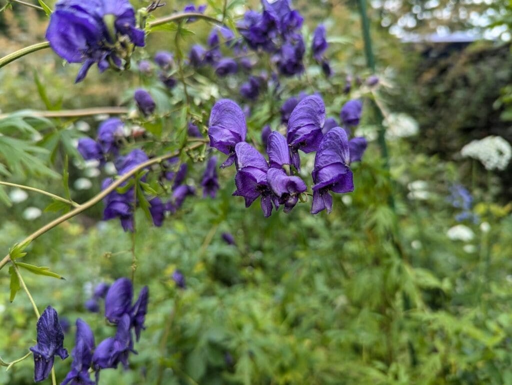 Monkshood (Aconitum): Top Tips For Your Garden Success Monkshood (Aconitum)