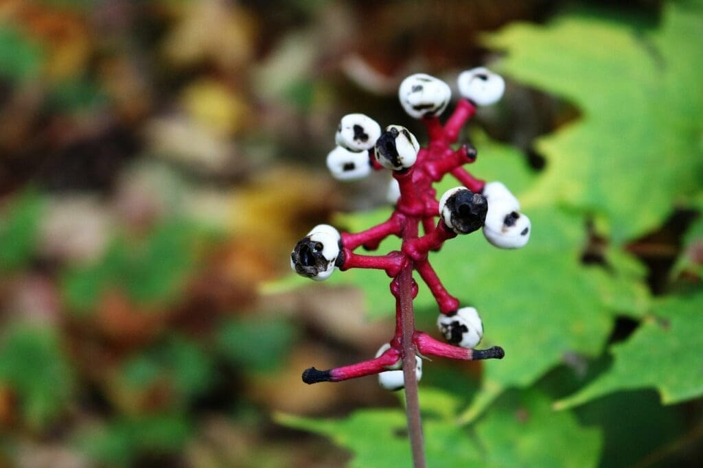 Discover Baneberry: Top Plants for Your Garden Success