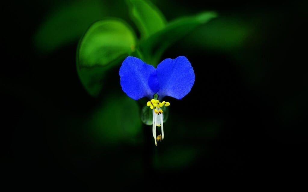 Ultimate Dayflower Care Guide: Tips For Thriving Plants asiatic dayflower, flower, blue flower, bloom, blossom, flower wallpaper, beautiful flowers, flower background, flowering plant, plant, flora, nature, closeup