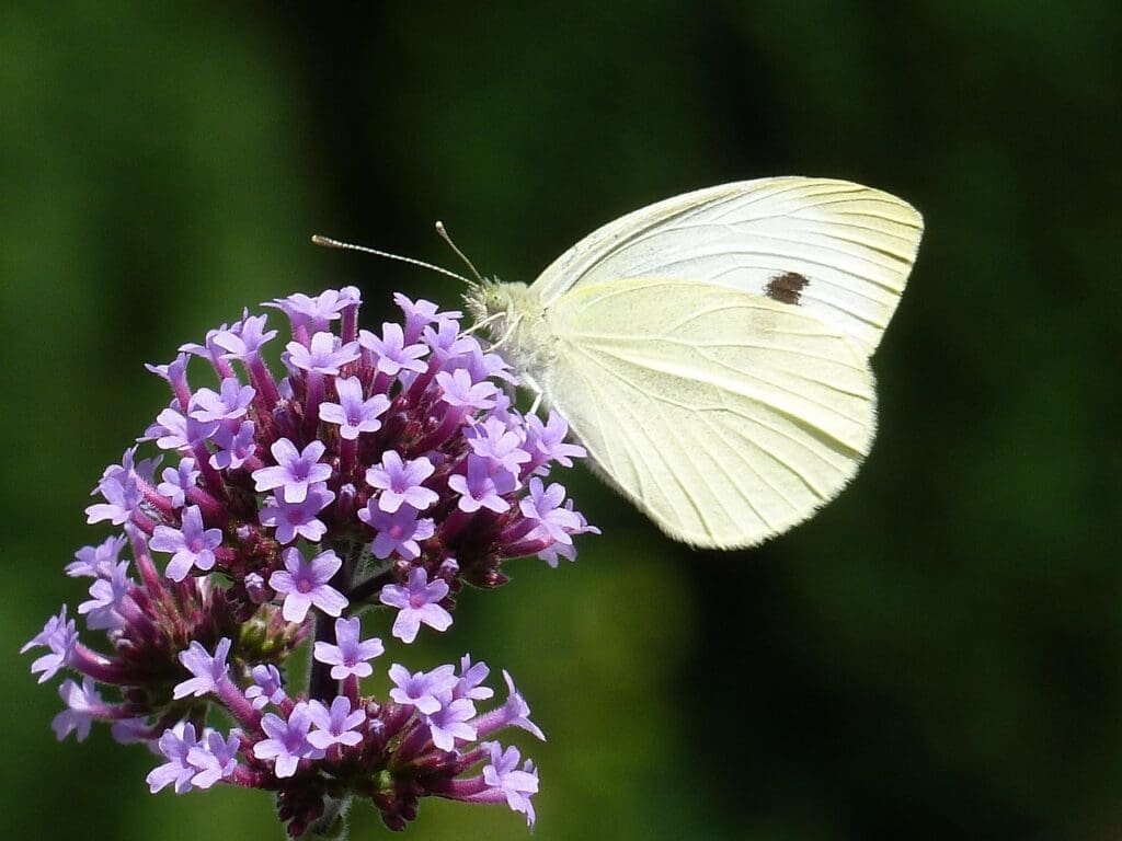 argentinian verbena, white, beautiful flowers, flower background, verbenia bonariensis, butterfly, verbena, flower, blossom, bloom, flower wallpaper, nature, violet, purple