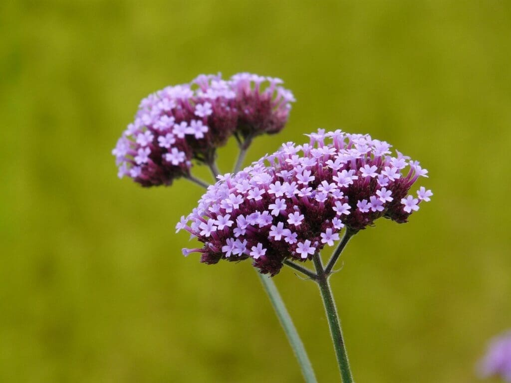 Verbena Bonariensis: Ultimate Care & Growth Guide