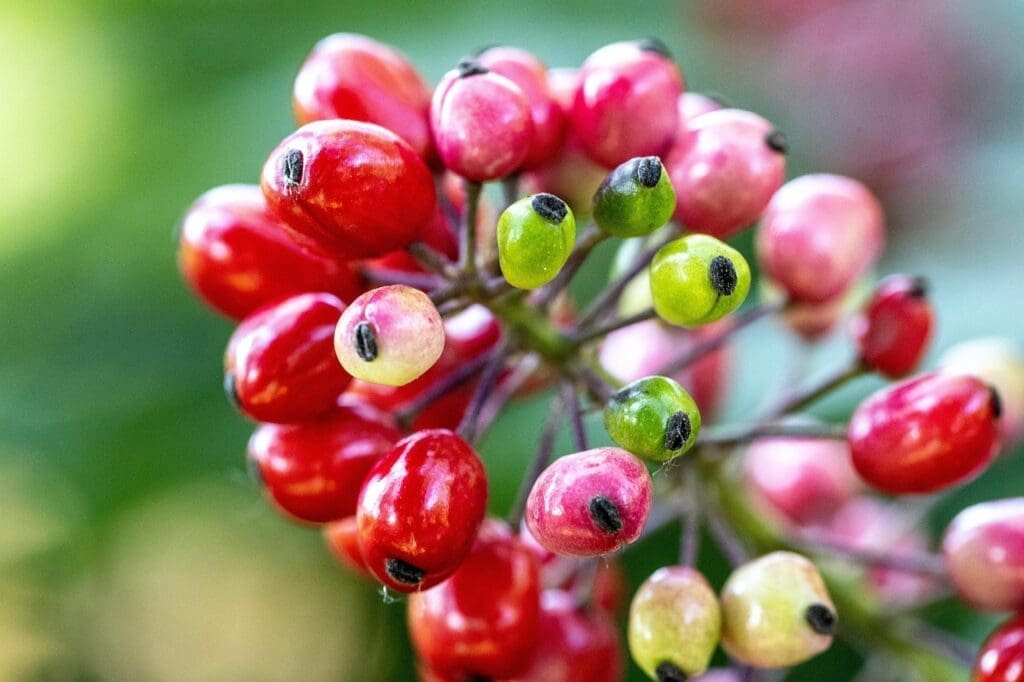 baneberry, fruits, plant, berry, red baneberry, bugbane, cohosh, nature, closeup, baneberry, baneberry, baneberry, baneberry, baneberry, red baneberry, cohosh