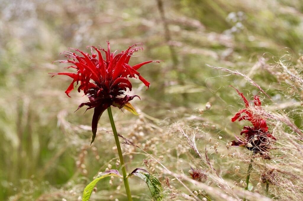 Monarda: Benefits, Uses, And Essential Precautions indian nettle, scarlet monard, balm, scarlet indian nettle, red flowers, monarda didyma, grasses, monarda didyma, monarda didyma, monarda didyma, monarda didyma, monarda didyma
