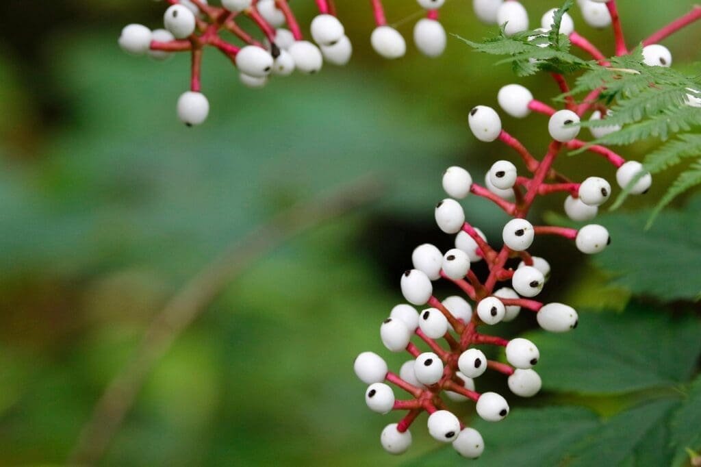 baneberries, bugbanes, cohosh, berries, plant, fruits, forest, nature, woods, foliage, actaea, baneberries, baneberries, cohosh, cohosh, actaea, actaea, actaea, actaea, actaea