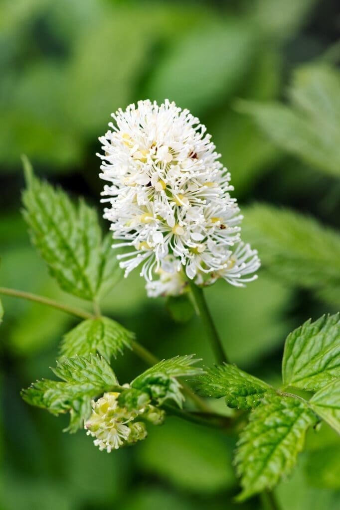 flower, plant, herb, baneberry, actaea, cohosh, ranunculus, flora, botany