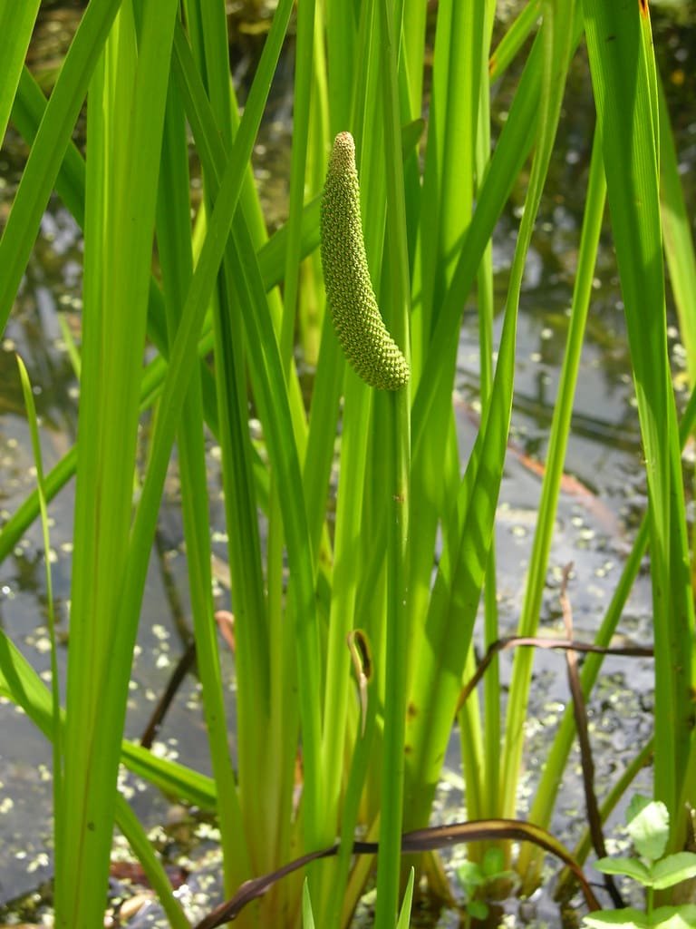 Sweet Flag Acorus calamus