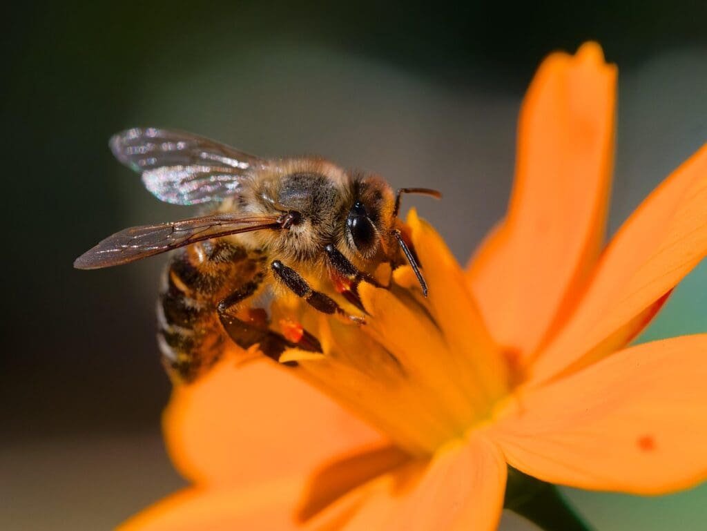 Top 5 Wildflowers To Enhance Your Garden: Beautiful Varieties For Every Landscape Wildflowers honeybee, bee, cosmos, flower wallpaper, flower, insect, wings, pollinator, plant, wildflower, beautiful flowers, garden, flower background, summer, nature