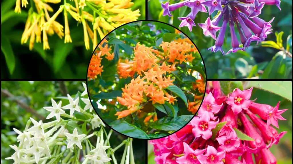 Night-Blooming Jasmine: How to Grow & Care Naturally Night Blooming Jasmine Flowering Combo 1024x576 - Night-Blooming Jasmine: How to Grow & Care Naturally