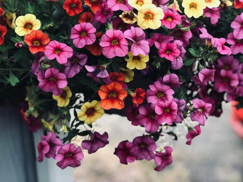 How to Make Petunias Bloom Abundantly in Your Garden