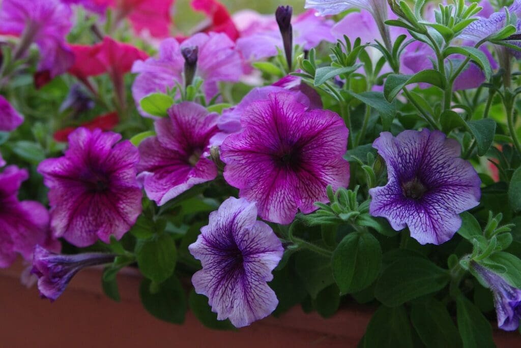 How To Make Petunias Bloom Abundantly In Your Garden Make Petunias Bloom