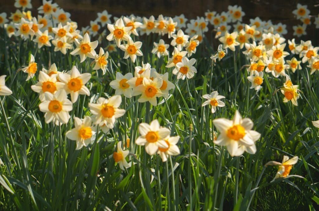 How to Plant Daffodils: Care Tips & Tricks