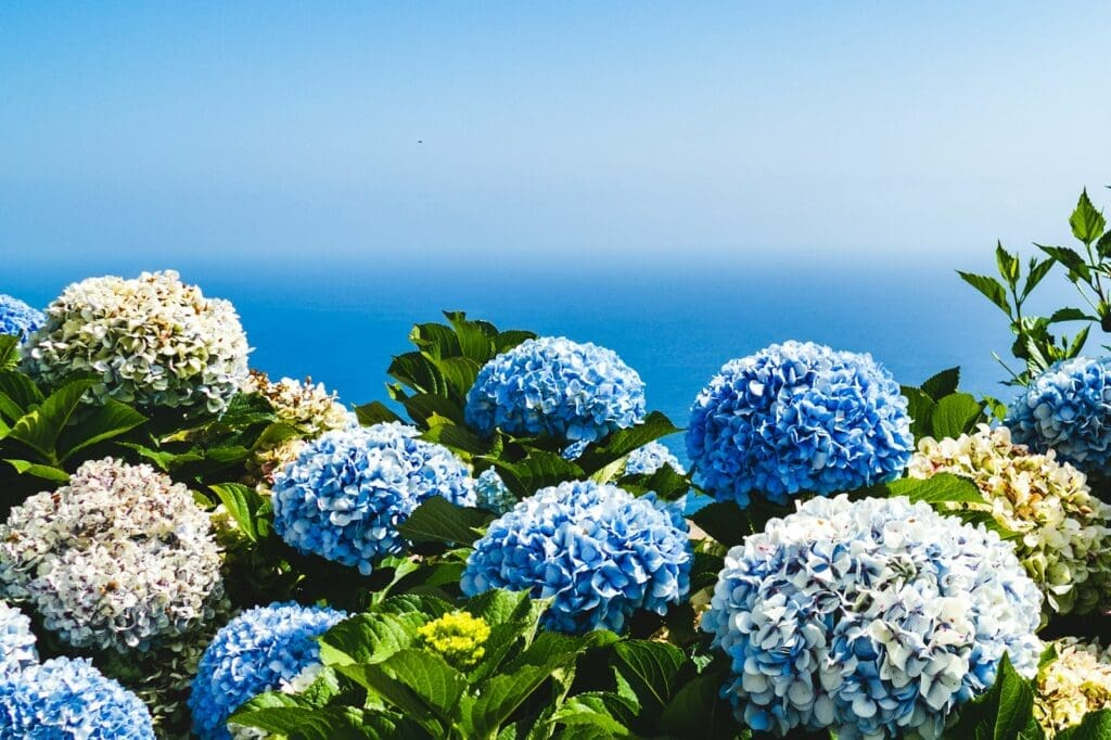 Summer Hydrangea Care: Tips for Healthy, Beautiful Blooms