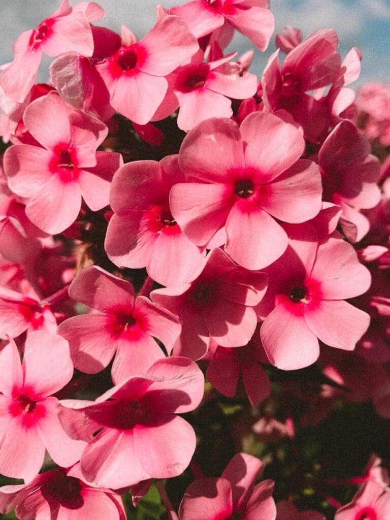 geranium floral ingredient aroma