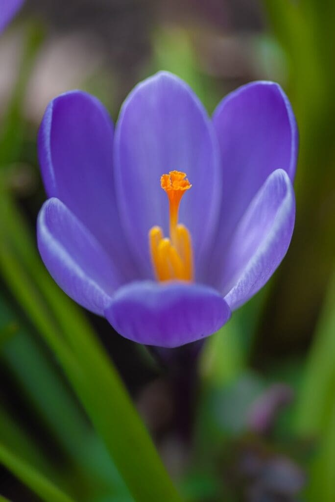 Crocus Garden Secrets: 7+ Stunning Growth Tips [Must-See!]