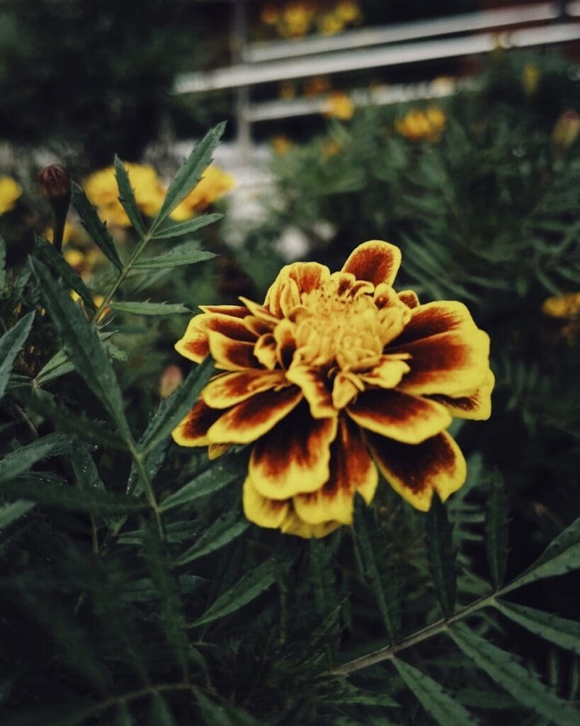 a yellow and brown flower in a garden