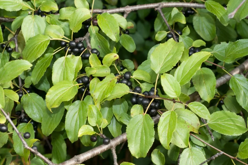Weed Trees Ontario – Identification and Native Alternatives Common Buckthorn Rhamnus cathartica 1024x680 - Weed Trees Ontario – Identification and Native Alternatives