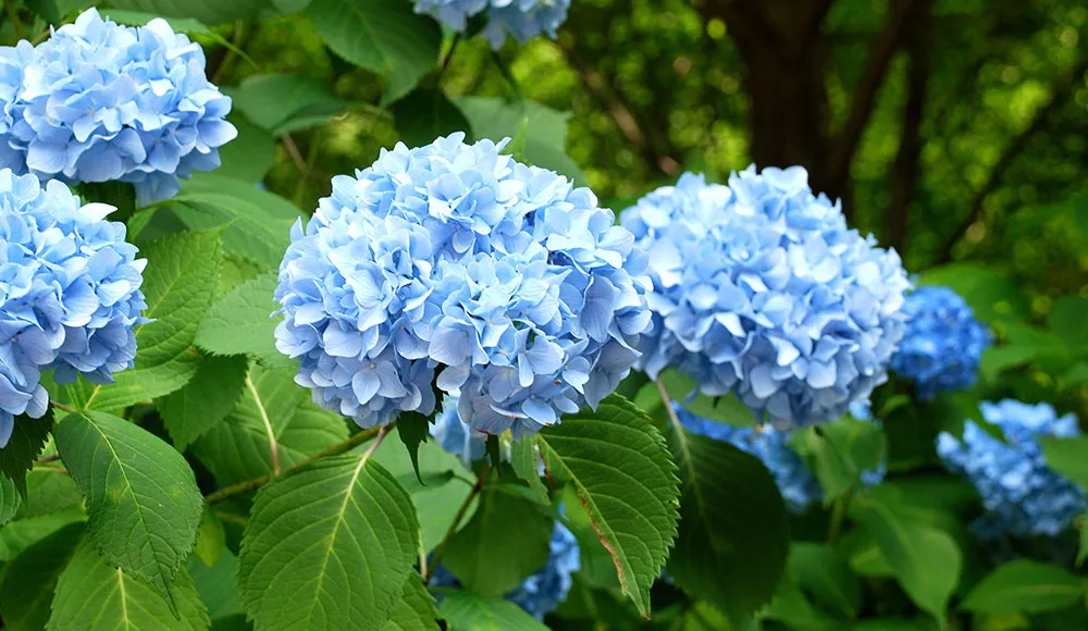 How To Care For And Grow Hydrangeas How To Care Hydrangeas - How To Care For And Grow Hydrangeas