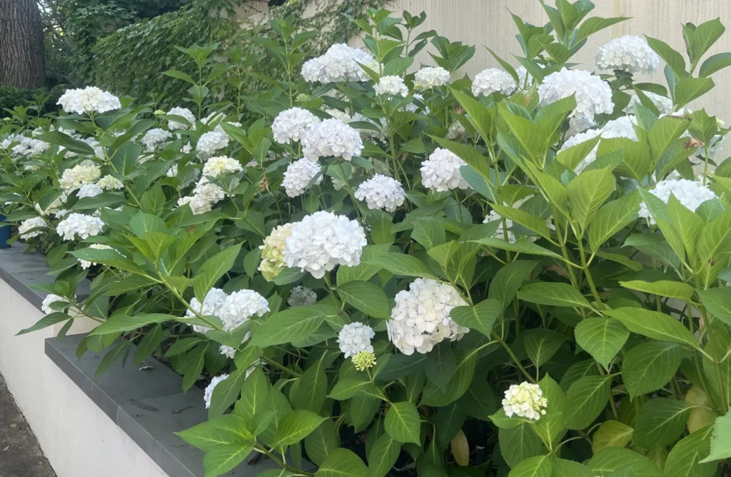 Hydrangea Macrophylla Complete Growing Care Guide Hydrangea macrophylla 1024x668 - Hydrangea Macrophylla Complete Growing Care Guide