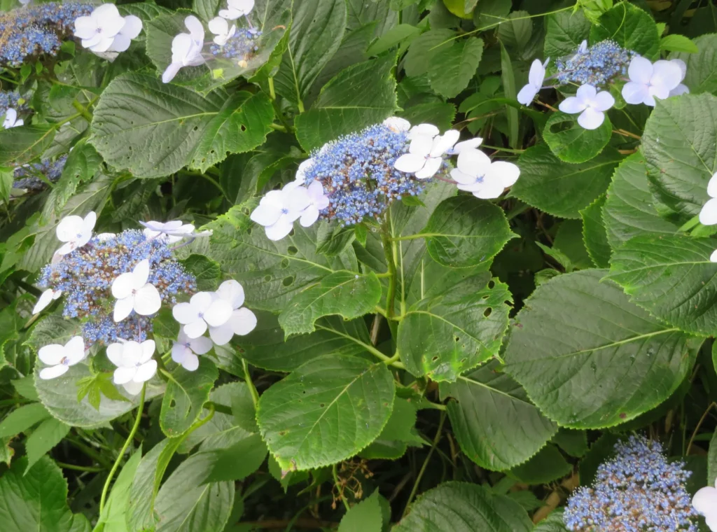 Hydrangea Macrophylla Complete Growing Care Guide Hydrangea macrophylla Iwafune Isumi 1024x760 - Hydrangea Macrophylla Complete Growing Care Guide