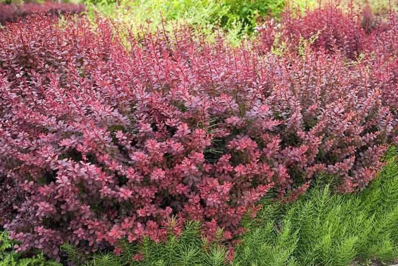 Weed Trees Ontario – Identification and Native Alternatives Japanese Barberry Berberis thunbergii 1 - Weed Trees Ontario – Identification and Native Alternatives