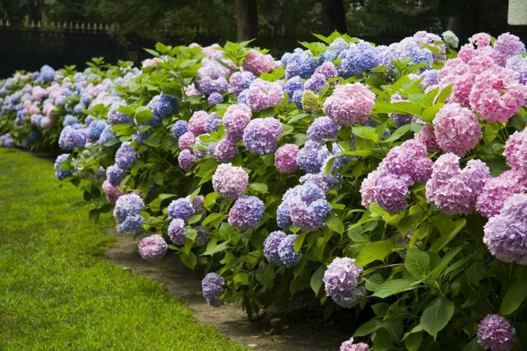 How To Care For And Grow Hydrangeas hydrangea care grow 1024x683 - How To Care For And Grow Hydrangeas