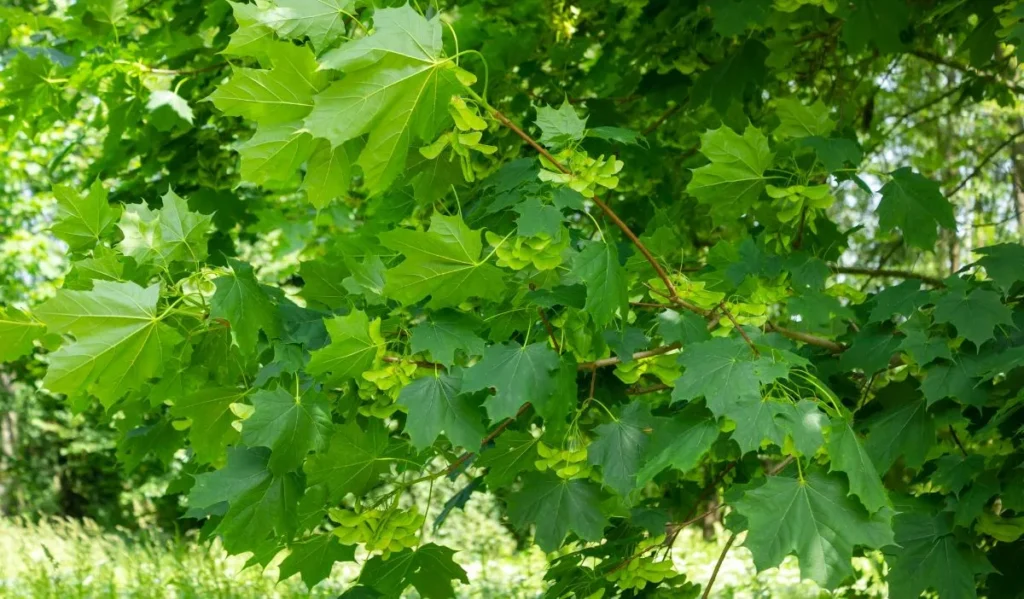 Weed Trees Ontario – Identification and Native Alternatives norway maple 1024x599 - Weed Trees Ontario – Identification and Native Alternatives