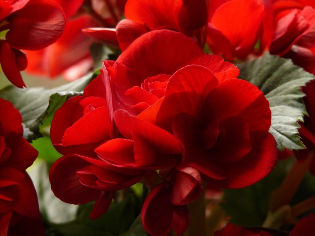 How to Care for Winter-Blooming Begonia Elatior